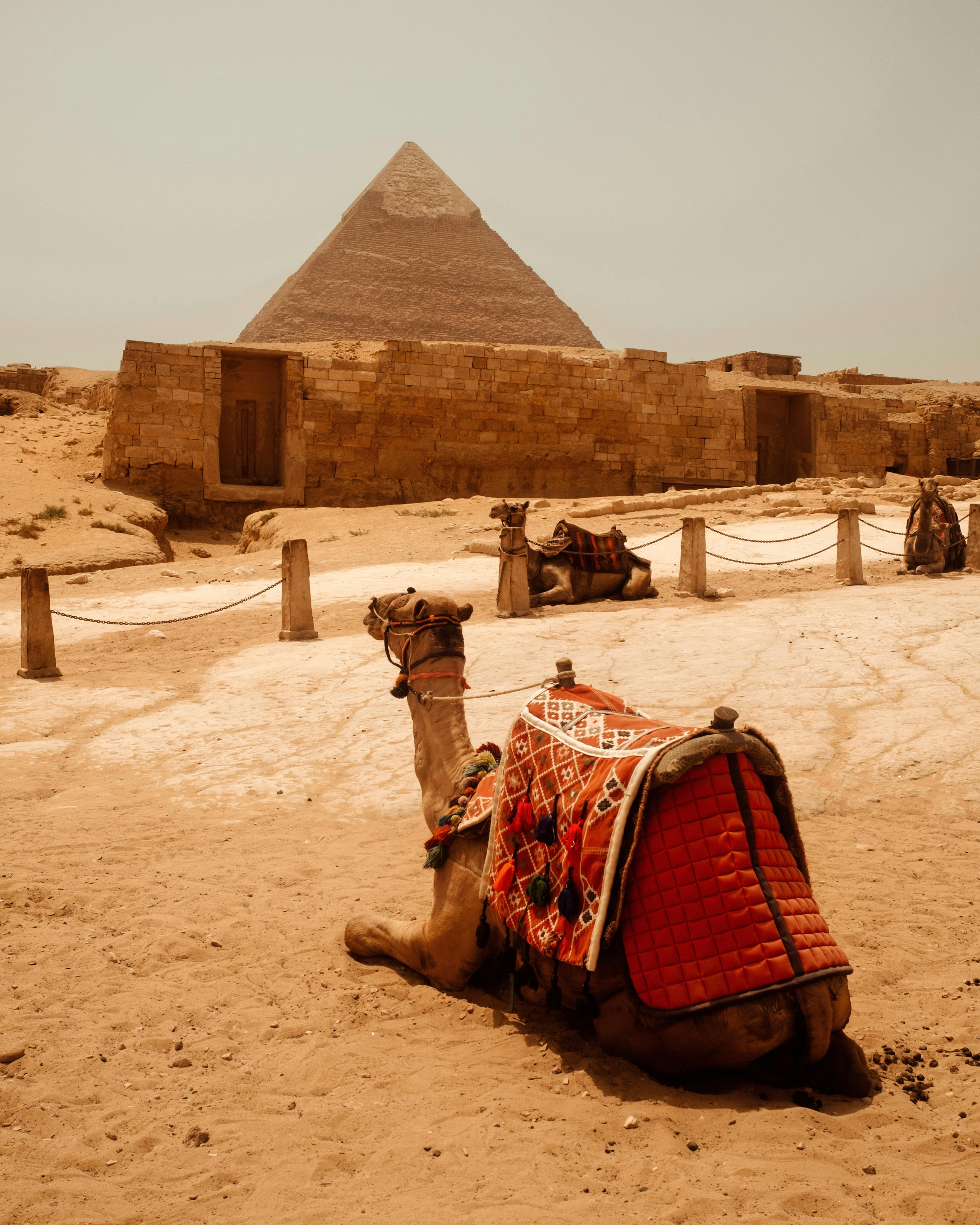 Day Trip: Giza Pyramids & Saqqara Complex with Camel Ride