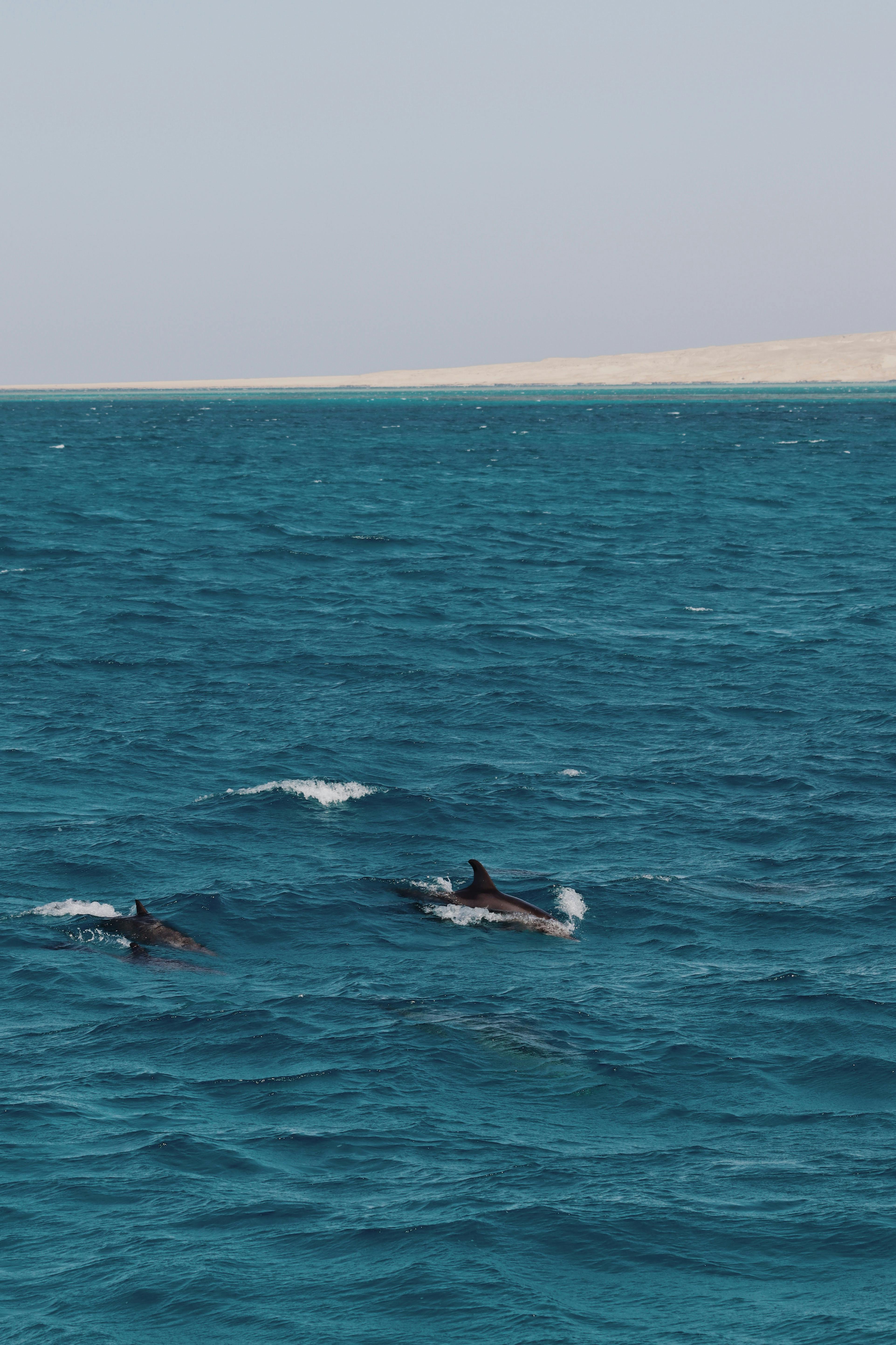 8-Hour Shore Excursion: Hurghada Snorkeling & Desert Safari